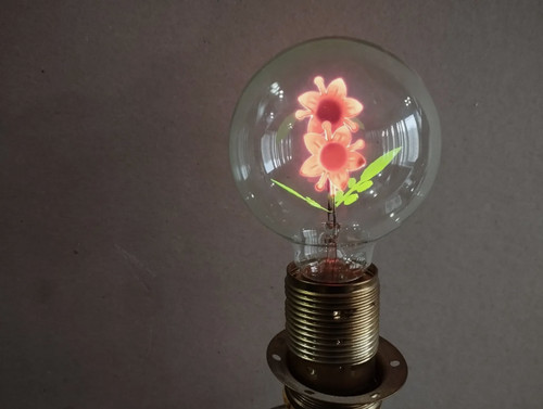 Lampadina lampada - , a